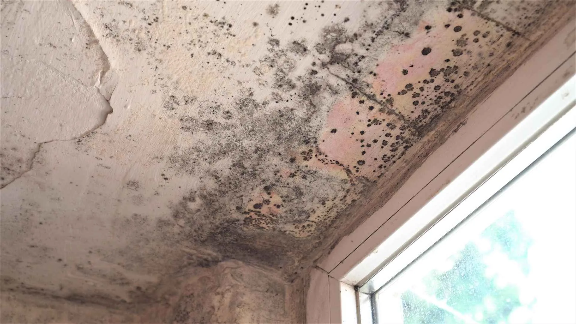 How Long Does It Take for Mold to Grow? Signs, Causes & Prevention