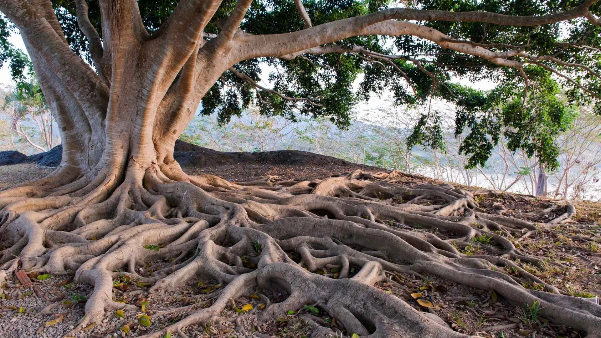 Reasons How Tree Roots Affect Drains in Long Beach Homes