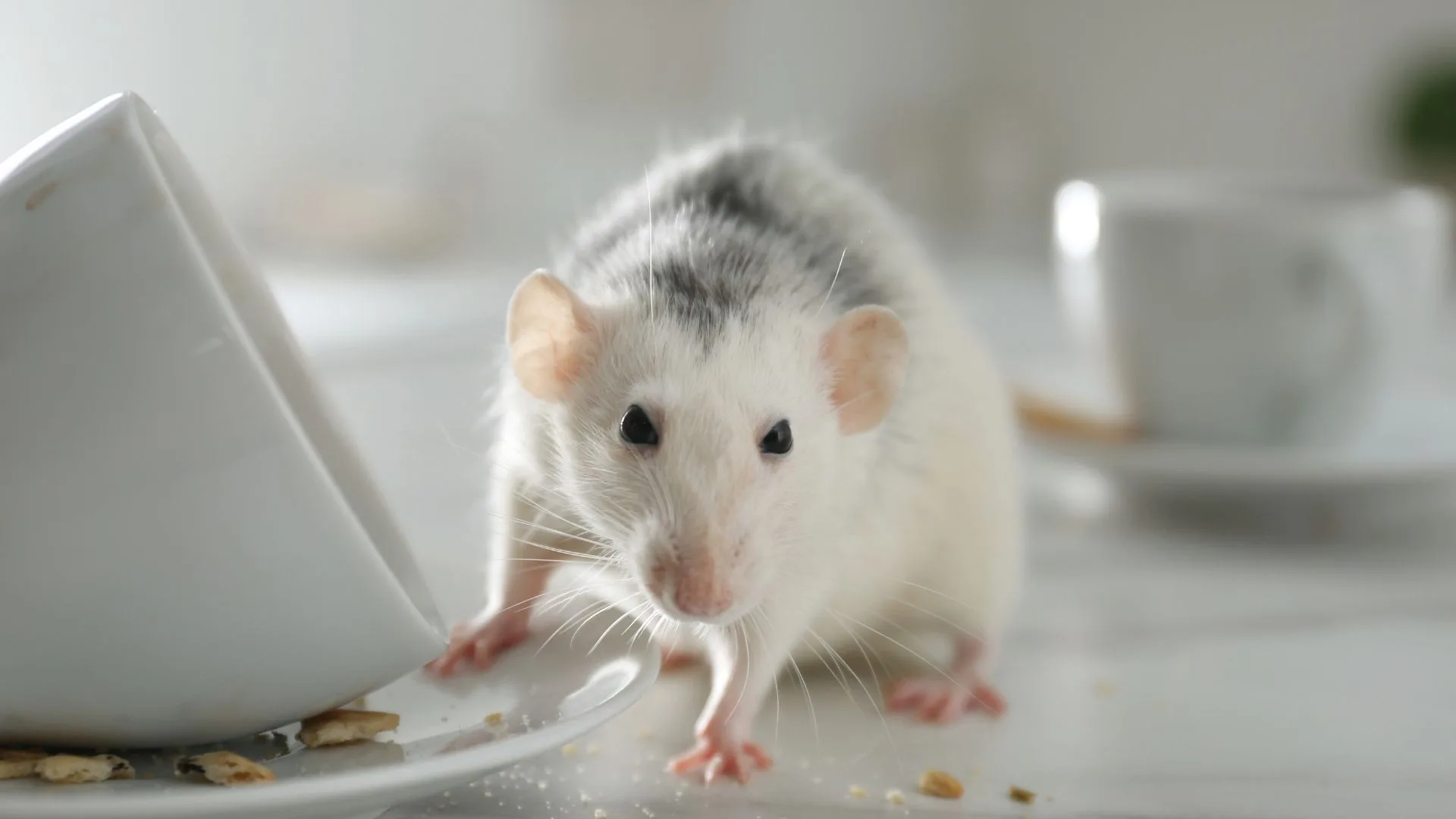 Why Homeowners Prefer Skilled Exterminators for Effective Rodent Removal across Eastvale