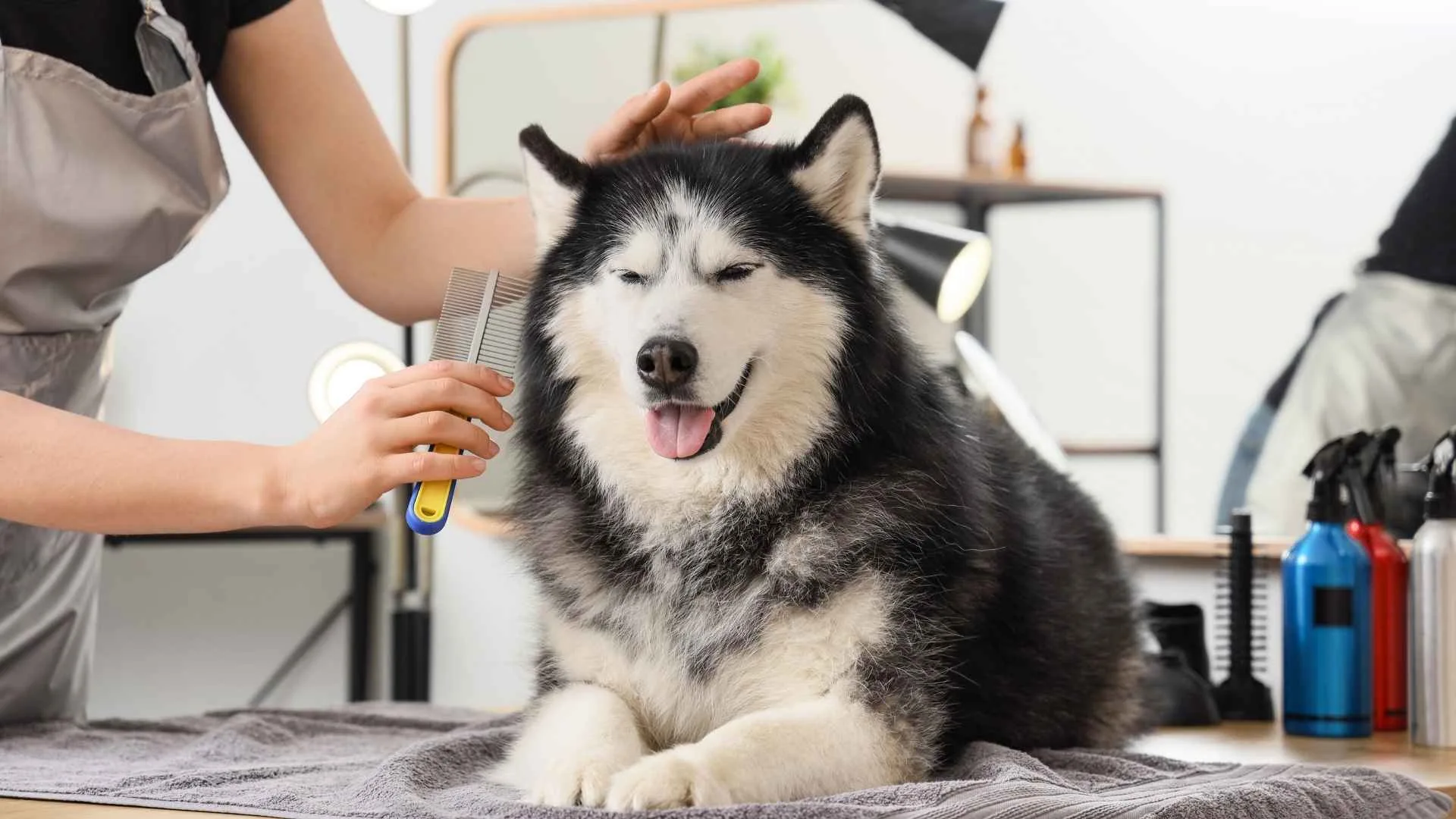 Why Dog Groomers and Kennels Need Hygiene Cladding