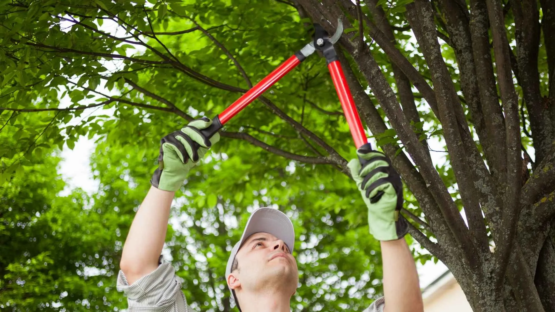 Benefits of Regular Tree Trimming