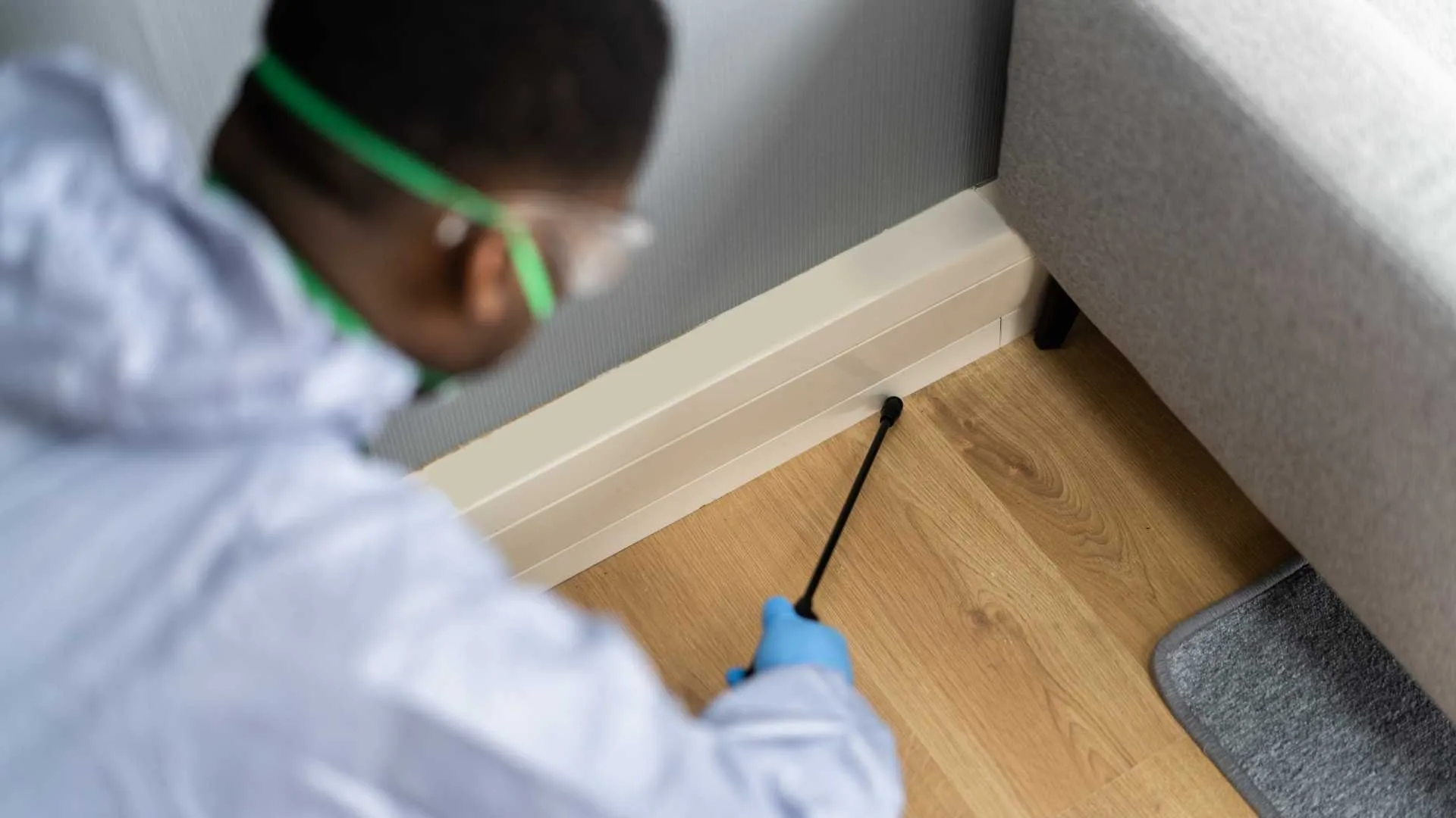 Maintaining a Pest-Free Home in Fredericksburg