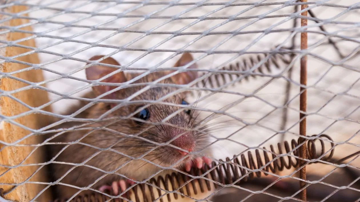 Simple Ways to Keep Household Pests From Moving In