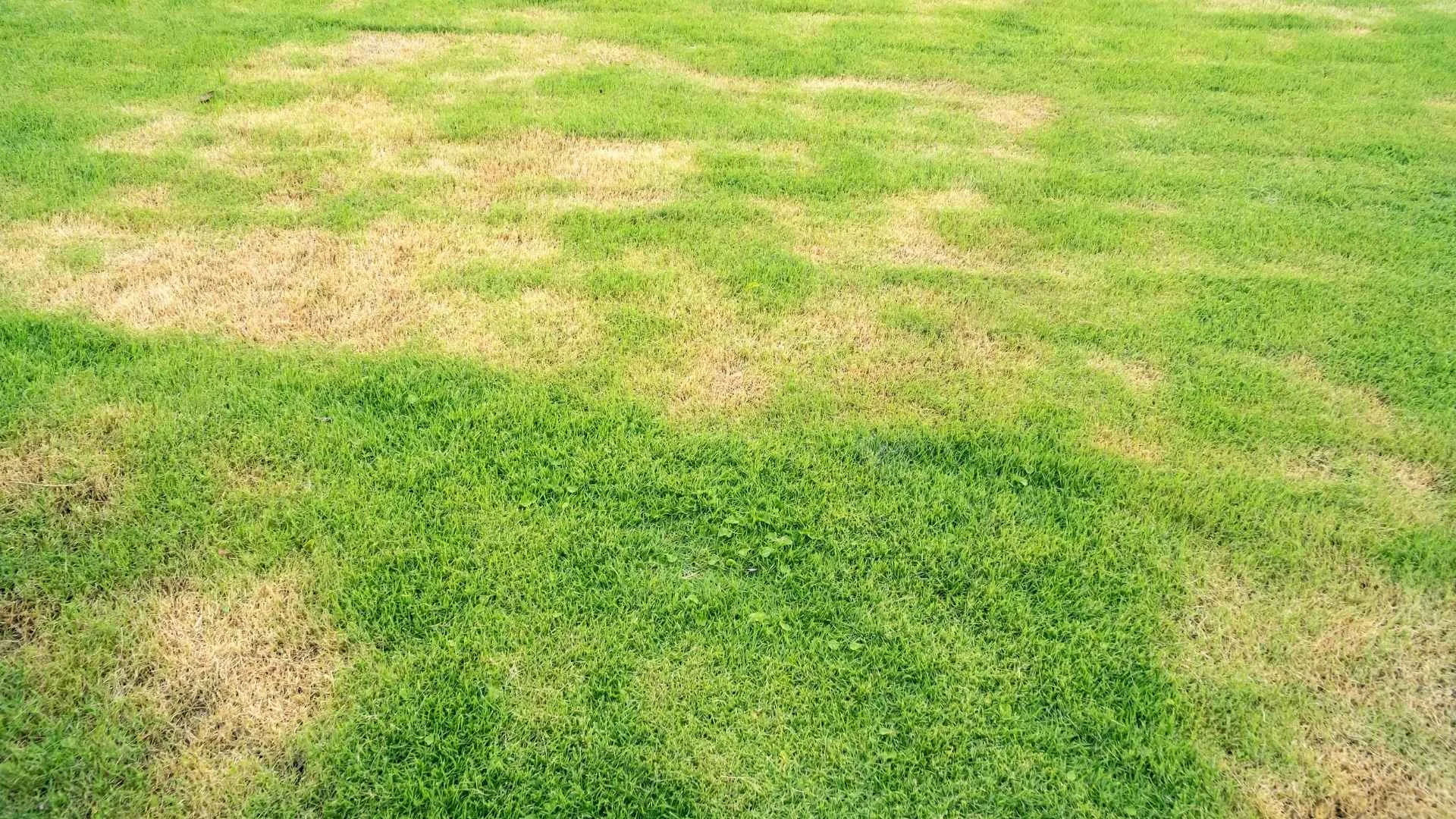 Tired of Patchy Lawn