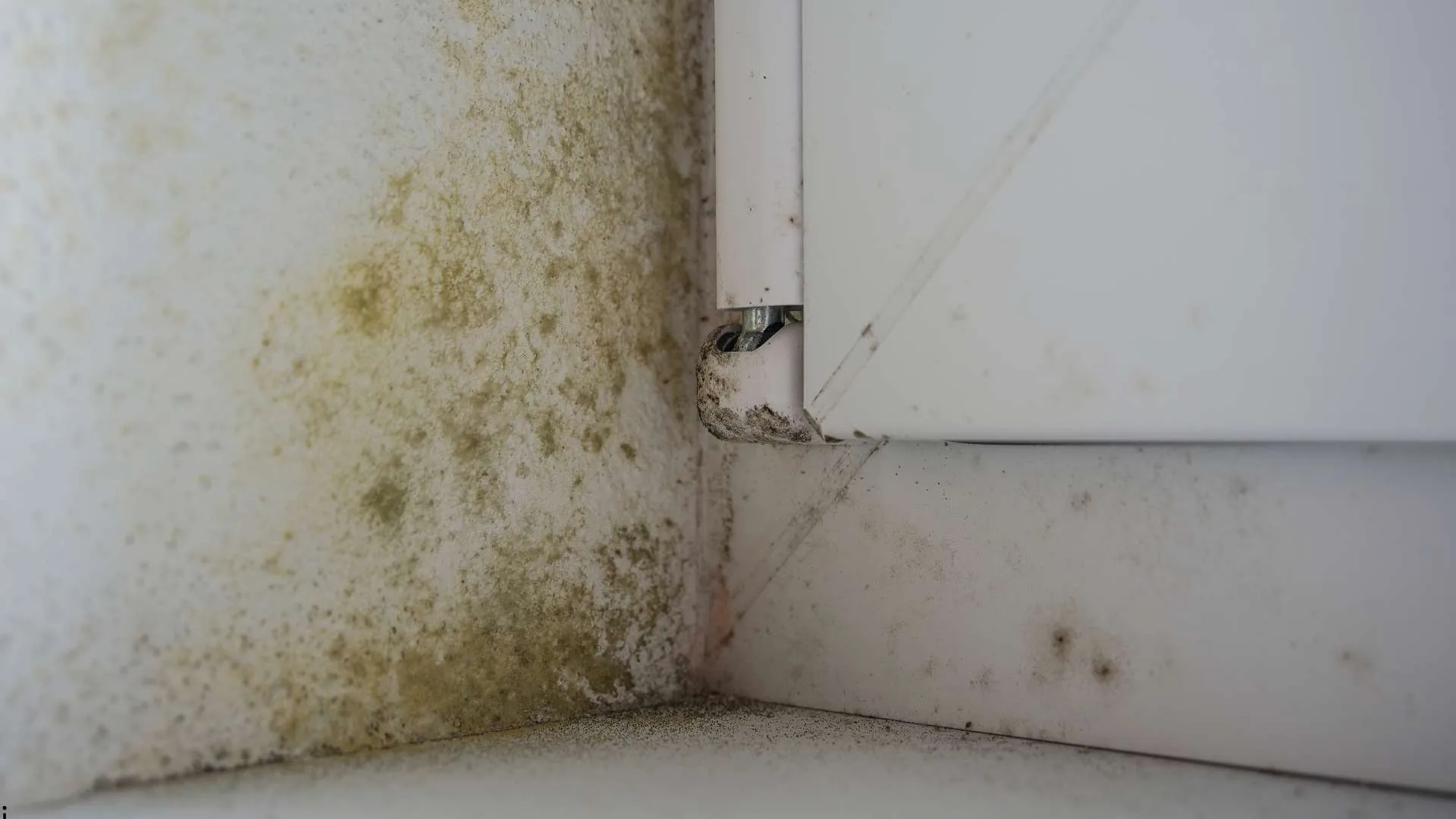 The Most Overlooked Places Mold Grows Around Modern Homes