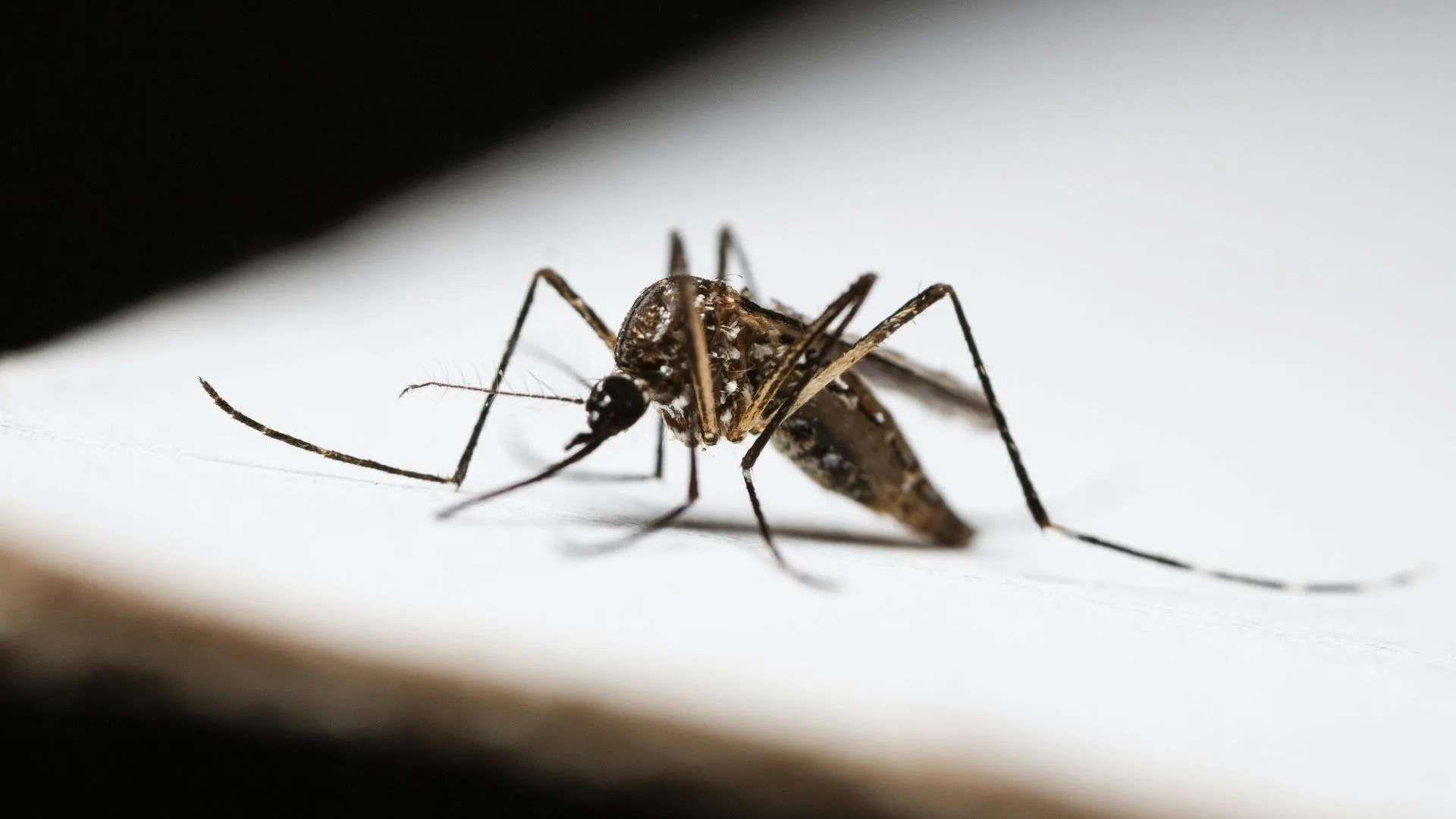 Essential Resources for Mosquito Control in Cincinnati, OH