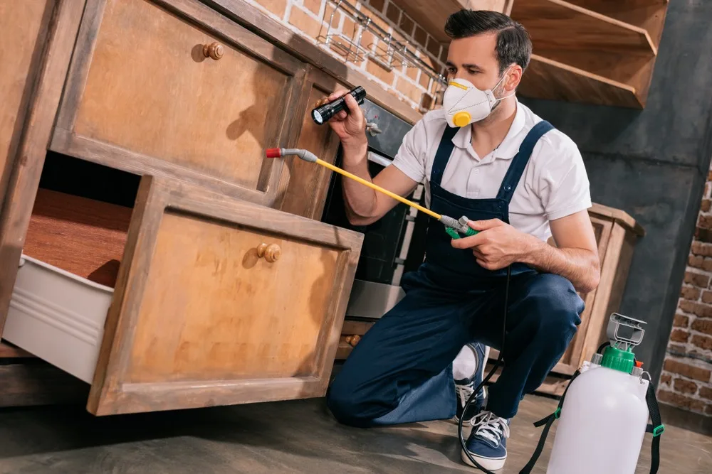 How Often Should You Really Get Interior Pest Control