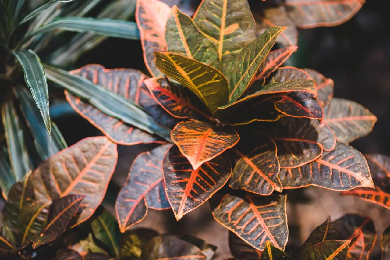 A Guide to Landscape Crotons