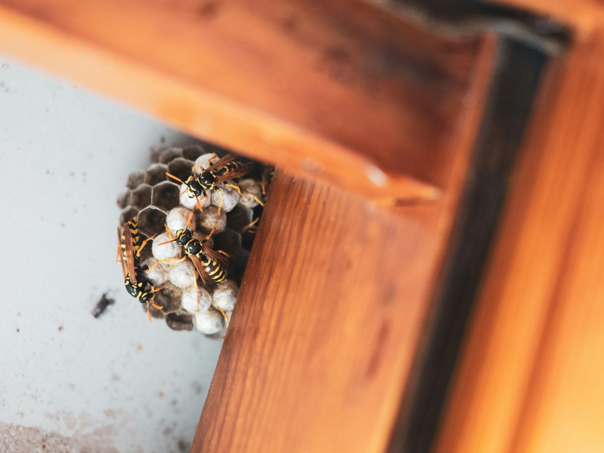 Fall Pest Prevention Checklist for Homeowners
