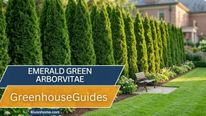 Emerald Green Arborvitae